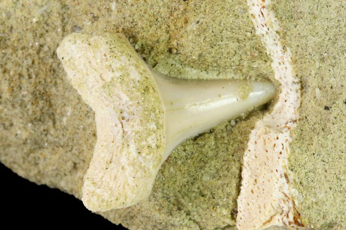 Fossil Mako Shark Tooth On Sandstone - Bakersfield, CA #144471